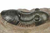 Crotalocephalina, Paralejurus & Reedops Trilobite Association #191741-3